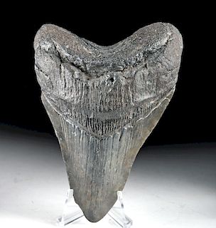 Fine Fossilized Atlantic Megalodon Tooth