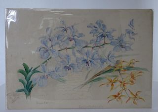 Signed Watercolor of Orchids