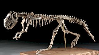 Nearly Complete Fossil Psittacosaurus Dinosaur Skeleton
