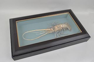 Framed Taxidermy Lobster