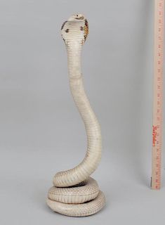 Taxidermy Mount Cobra