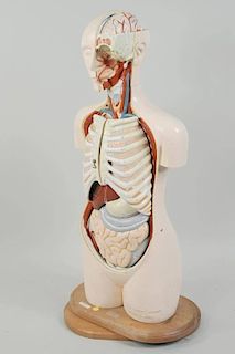 Vintage Medical Anatomical Model On Stand