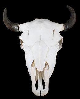 Great American Trophy Montana Buffalo Skull