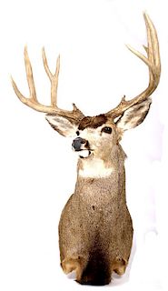 5x5 Montana Trophy White Tail Deer Mount