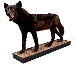 Rare Montana Black Wolf Full Body Mount