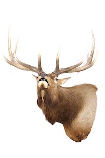 Wyoming Rocky Mountain 6x6 Bull Elk Shoulder Mount