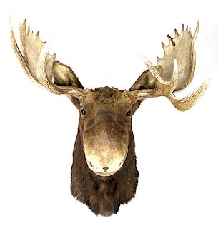 Montana Shiras Moose Shoulder Mount