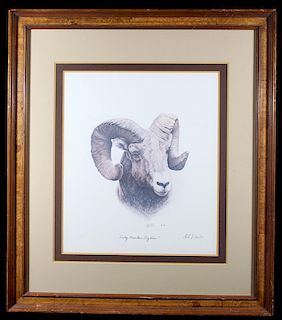 Rocky Mountain Big Horn by Earl D Cacho
