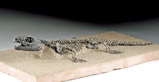 Fossilized Permian Captorhinus