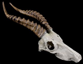 African Springbok Antelope Resin Skull