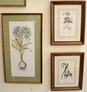 Lot of thirteen bird and flower prints/lithographs to include three Pope duck lithographs, Gould prints, etc. sight sizes 9 1/2" x 6...