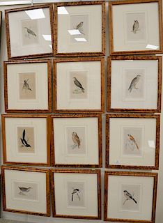 Set of thirteen hand colored framed bird lithographs by Francis Orpen Morris, from the History of British Birds, to include Baillon'...