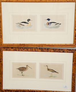 Set of eight colored lithographs in four frames of The History of British Birds by Reverend F.O. Morris, published in London by Groo...