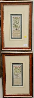 Set of eight Jacobus T Taber 17th century colored engravings of plant studies. 8 3/4" x 3 1/4". Provenance: From the Estate of Debor...