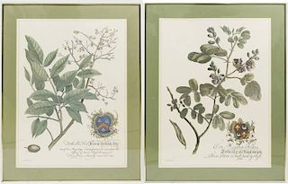 Pair of Large Decorative Botanical Prints