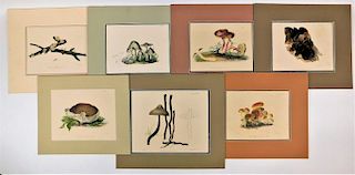 7 Antique Fungi Mushroom Colored Lithographs