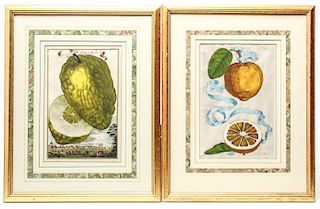 Volckamer Fruit Botanical Hand-Colored Engraving 2