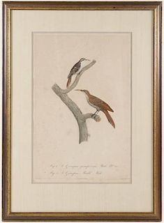 Levaillant Hand Colored Bird Engraving, c.1806