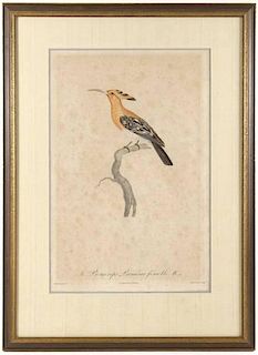 Scarce 19th C. French Ornithological Engraving
