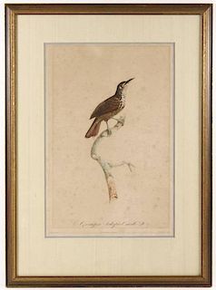 c.1806 Scarce French Ornithological Engraving