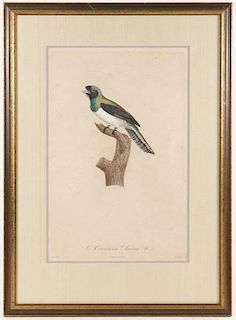 Scarce 1806 Hand Colored French Engraving of Bird