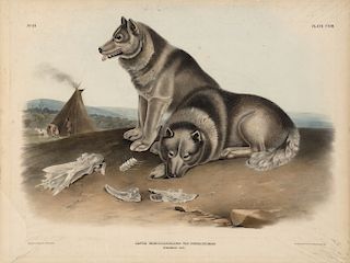 John James Audubon, Esquimaux Dog.