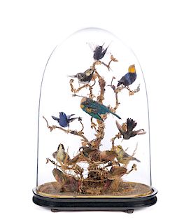 Early Bird Sculpture with Glass Dome