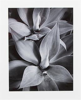 William Lemke, (American, 20th century), Plant, Guatamala