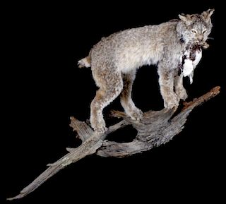 Montana Lynx Full Body Trophy Mount