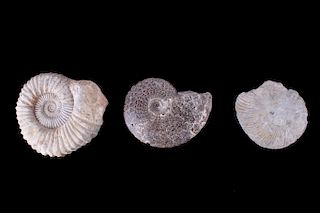 Large Prehistoric Montana Ammonite Fossils