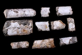 Rare Montana Baculite Fossil Collection