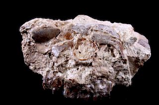 Montana Oreodont Merycoidodon Gracilis Skull
