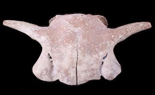 Montana Petrified Bison Calf Skull