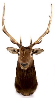 Montana Rocky Mountain 5x5 Elk Shoulder Mount