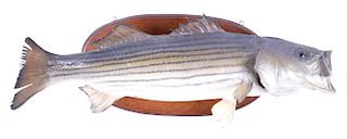 Large Striped Bass Taxidermy Wall Mount