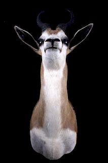 Springbok Antelope Shoulder Taxidermy Mount