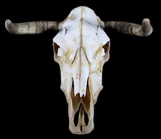 Montana Taxidermy Steer Skull and Horns