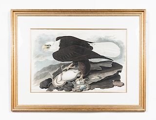 After Audubon White-Headed Eagle, Havell Plate 31