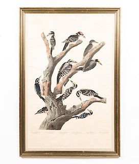 After Audubon, Aquatint Engraving, Pl. 417, 1838