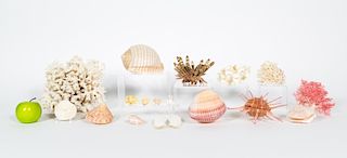 Shells, Group of Seventeen Small to Medium