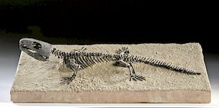 Southern USA Permian Fossilized Captorhinus