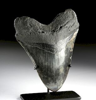 Fine Fossilized Megalodon Tooth