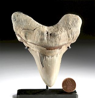 Fine Fossilized Otodontid Shark Tooth