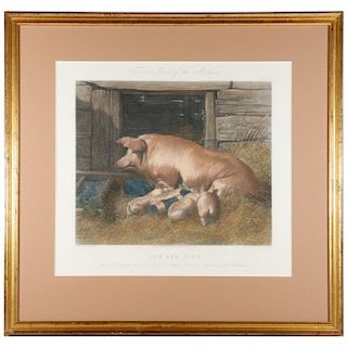 A 19th century English print of a sow and piglets.