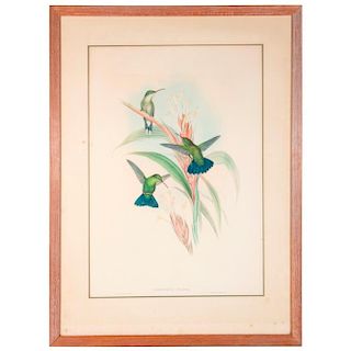 19th century hand colored lithograph of humming birds.