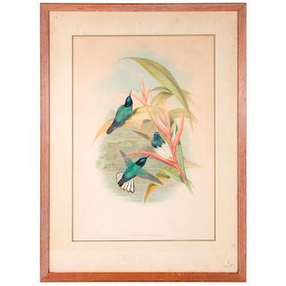 19th century hand colored lithograph of humming birds.