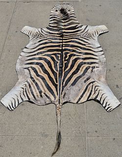 Zebra Skin Taxidermy Rug 5' 8" x 10' 3"