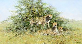 David Shepherd (1931–2017): Cheetahs in Thorn Bush