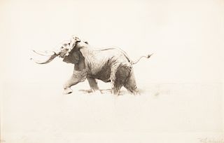 Wilhelm Kuhnert (1865–1926): Elephant