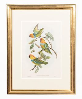 John Gould, "South Ringed Perroquet" Lithograph
